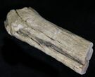 Unpolished Petrified Wood Limb - Blue Forest #28959-2